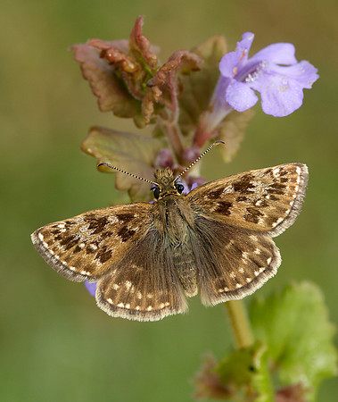 Dingy Skipper Erynnis tages