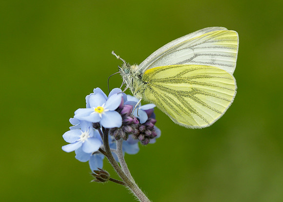 Green-veined White Pieris napi