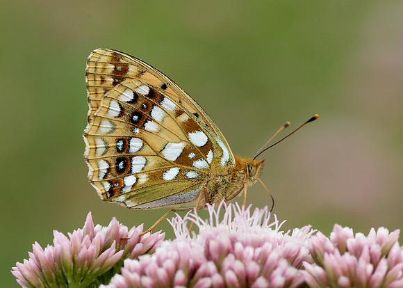 High Brown Fritillary