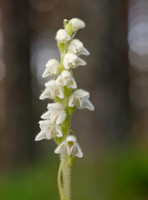 Creeping Lady's-tresses Goodyera repens