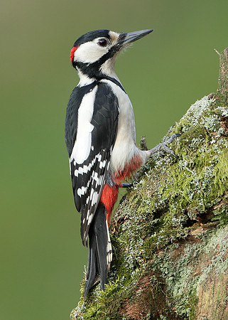 Great Spotted Woodpecker