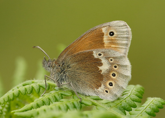 Large Heath