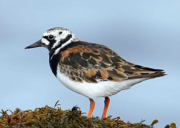 Turnstone x30 images