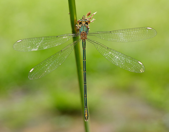 Willow Emerald Chalcolestes viridis
