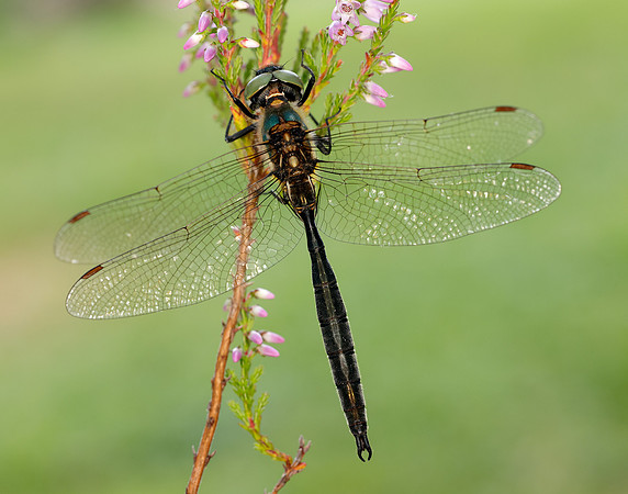 Northern Emerald Somatochlora arctica