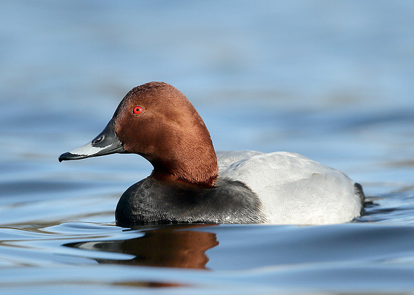 Pochard  Aythya ferina