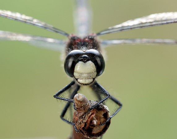White-faced Darter Leucorrhinia dubia