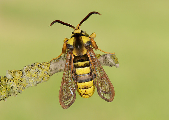 Hornet Moth Sesia apiformis