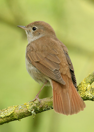 Nightingale multiple images