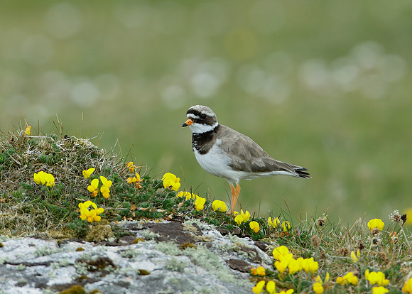 Ringed Plover Charadrius hiaticula