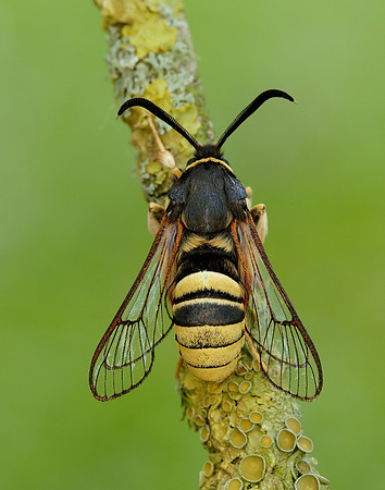 More moths...