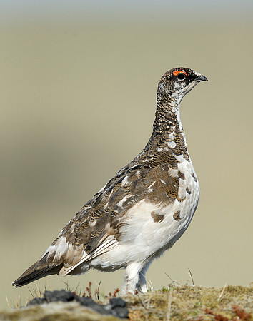Ptarmigan Lagopus mutus