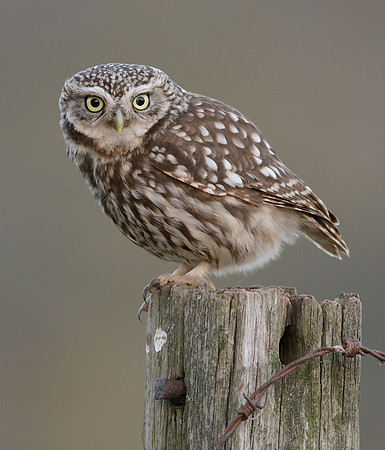 Little Owl