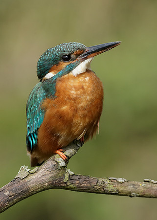 Kingfisher Alcedo atthis