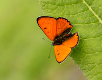 Large Copper Lycaena dispar