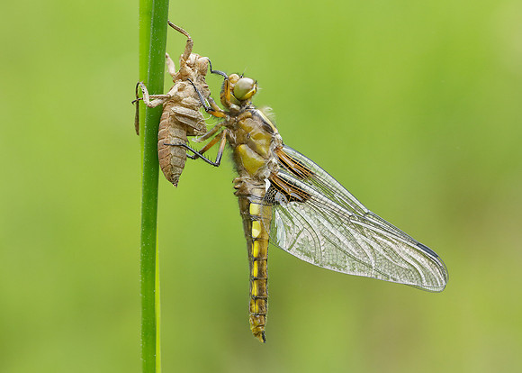 Broad-bodied Chaser