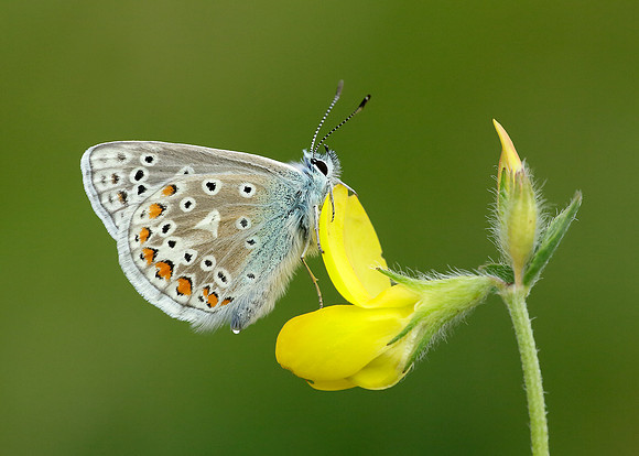 Common Blue Polyommatus icarus