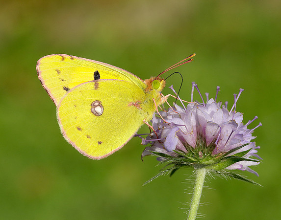 Clouded Yellow Colias croceus