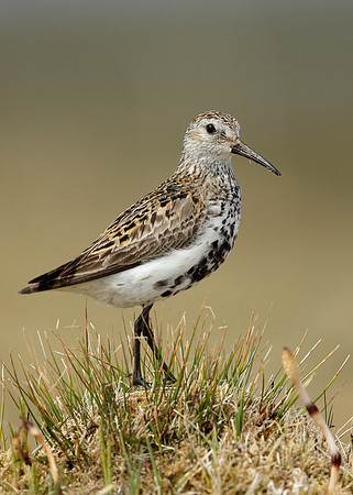 Dunlin Calidris alpina
