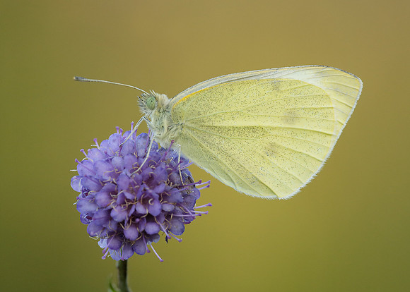 Small White Pieris rapae