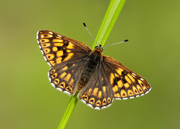 Duke of Burgundy Hamearis lucina