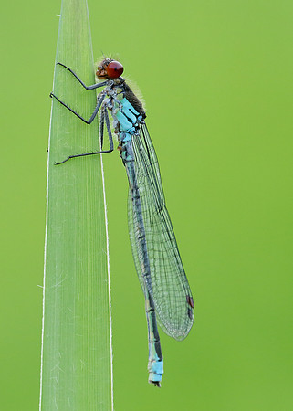 Red-eyed Damselfly
