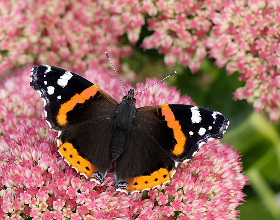 Red Admiral Vanessa atalanta