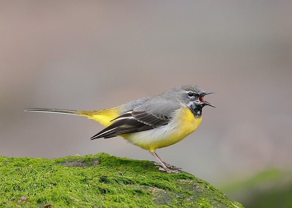 Grey Wagtail Motacilla cinerea