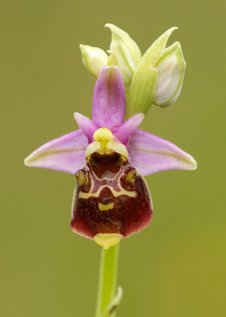 Late Spider Orchid Ophrys fuciflora