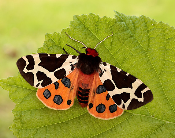 More Moths