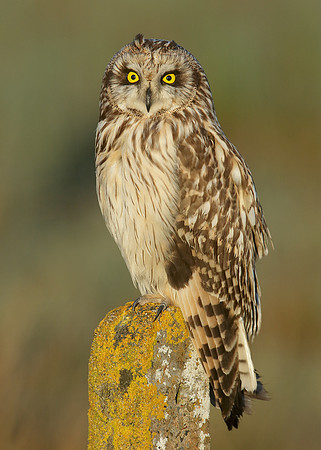 Short-eared Owl x30 images