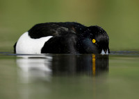 Tufted Duck Aythya fuligula