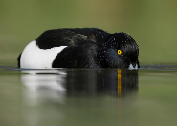Tufted Duck Aythya fuligula