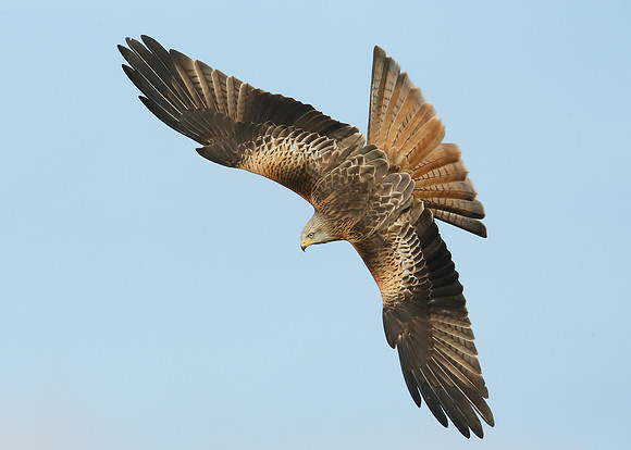 Red Kite