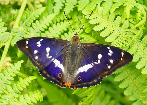 Purple Emperor