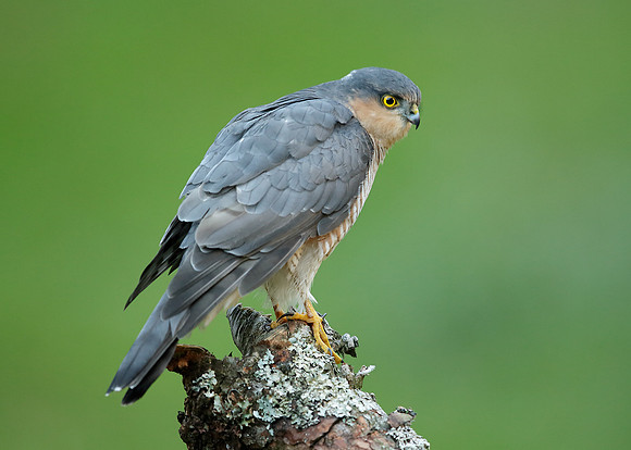 Sparrowhawk Accipiter nisus