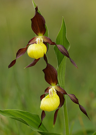Lady's-slipper Orchid Cypripedium calceolus