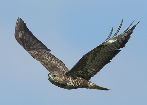 Buzzard