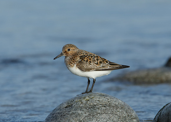 Sanderling Calidris alba