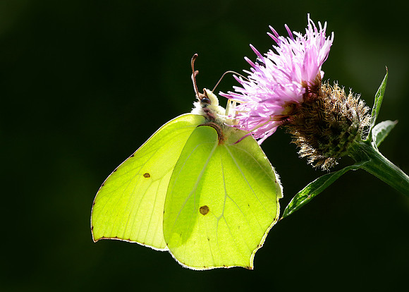 Brimstone