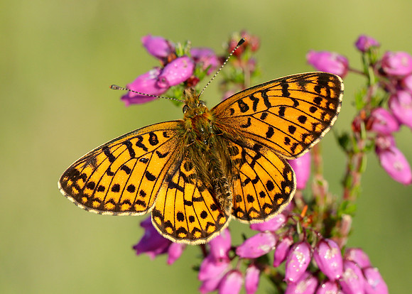Small Pearl-Bordered Fritillary Boloria selene
