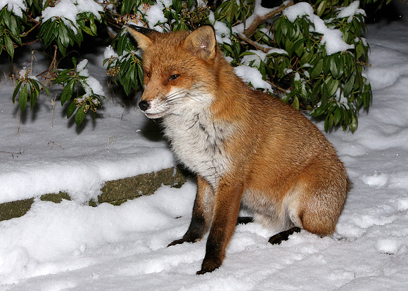 Red Fox
