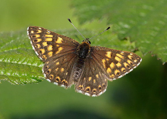 Duke of Burgundy