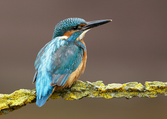 Kingfisher Alcedo atthis