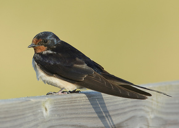 Swallow Hirundo rustica
