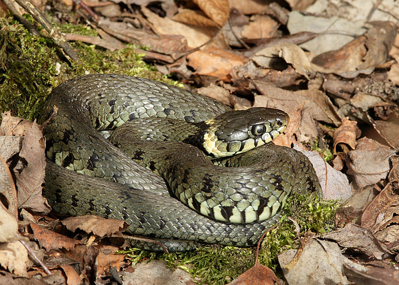 Grass Snake x20 images