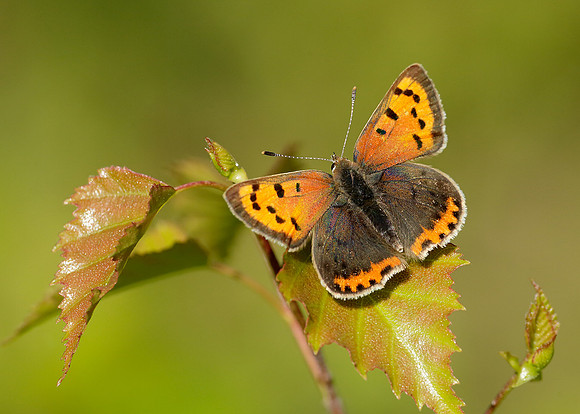 Small Copper Lycaena phlaeas