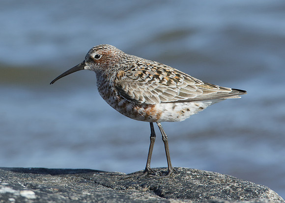 Curlew Sandpiper Calidris ferruginea