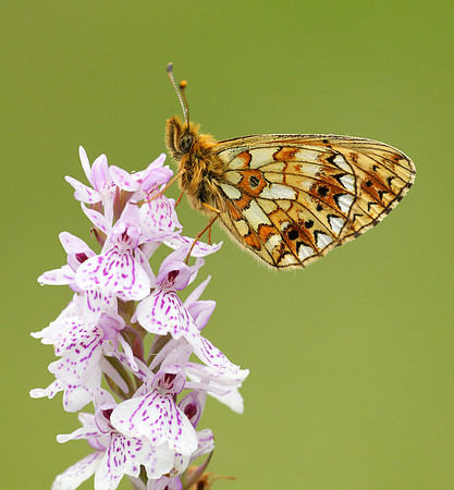 Small Pearl-Bordered Fritillary