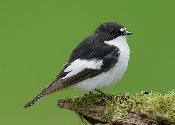 Pied Flycatcher
